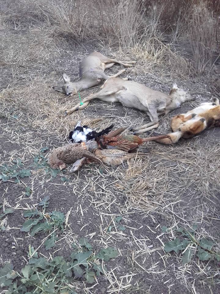 Animale otrăvite pe câmp de substanțele toxice folosite de o firmă care cultiva rapiță în Timiș