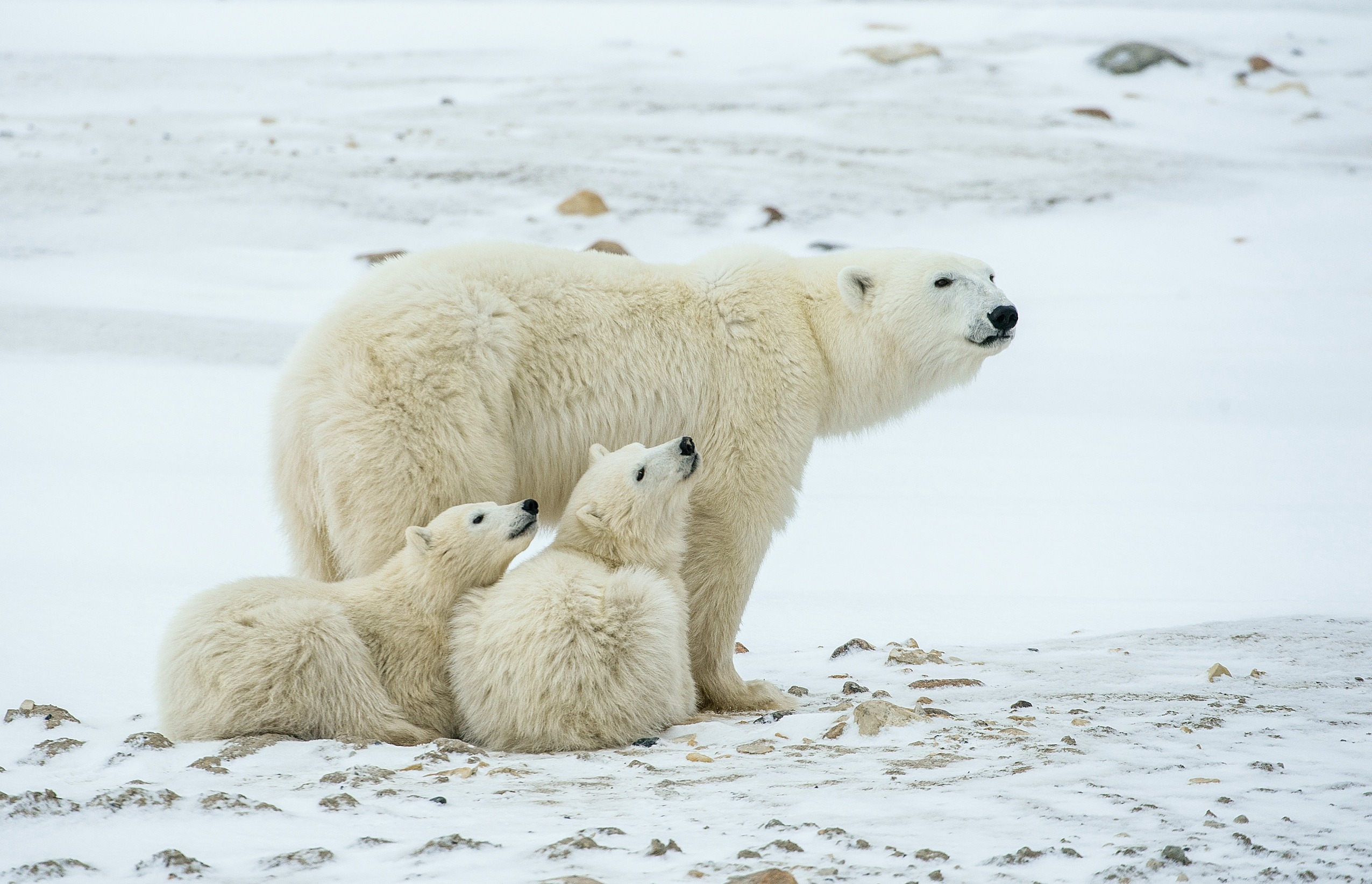 Curiozități despre ursul polar