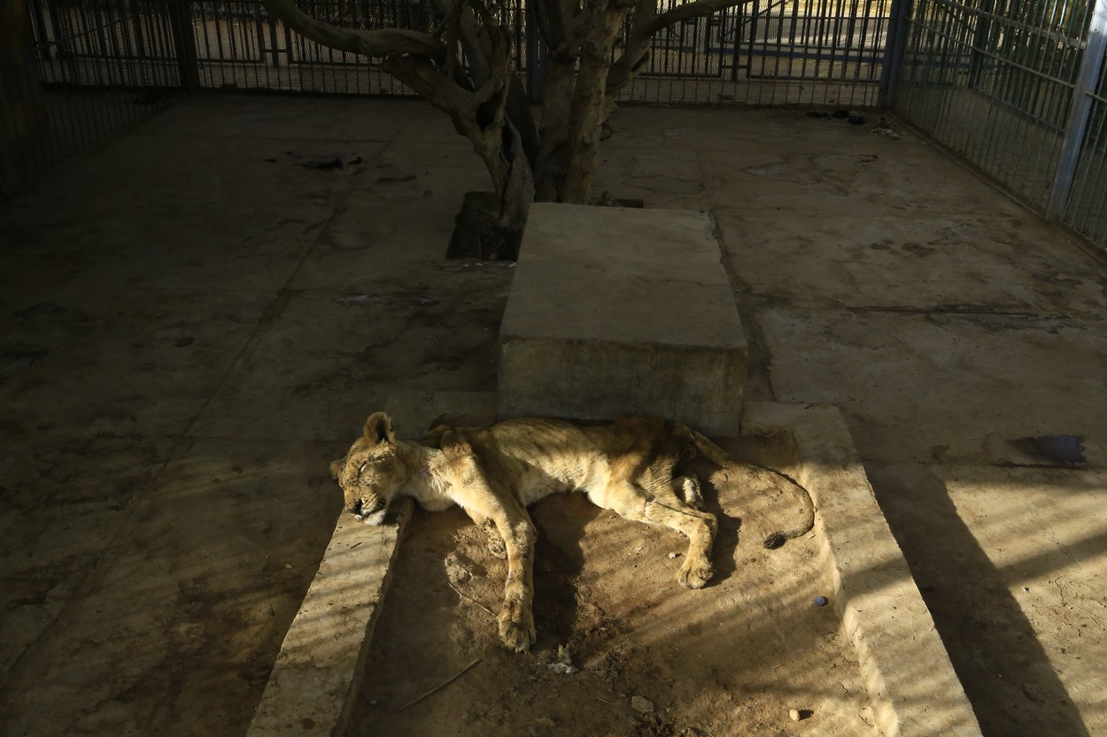 Imagini șocante. Cinci lei mor de foame într-o grădină zoologică