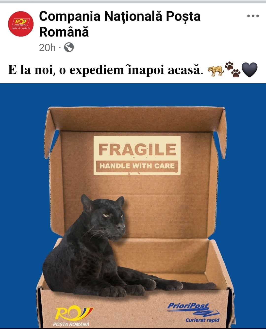 Pantera, noua vedetă virală a României. Firmele se întrec în reclame haioase I VIDEO