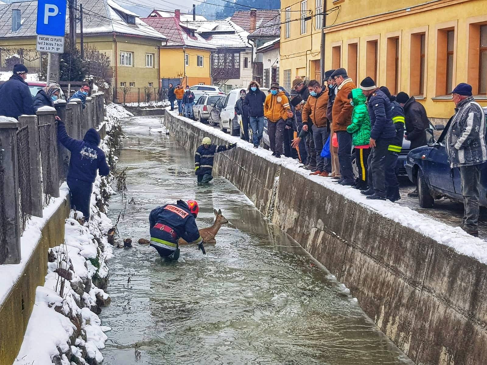 VIDEO | O căprioară blocată într-un sloi de gheață și un câine căzut în Târnava Mare, salvați de pompierii din Alba