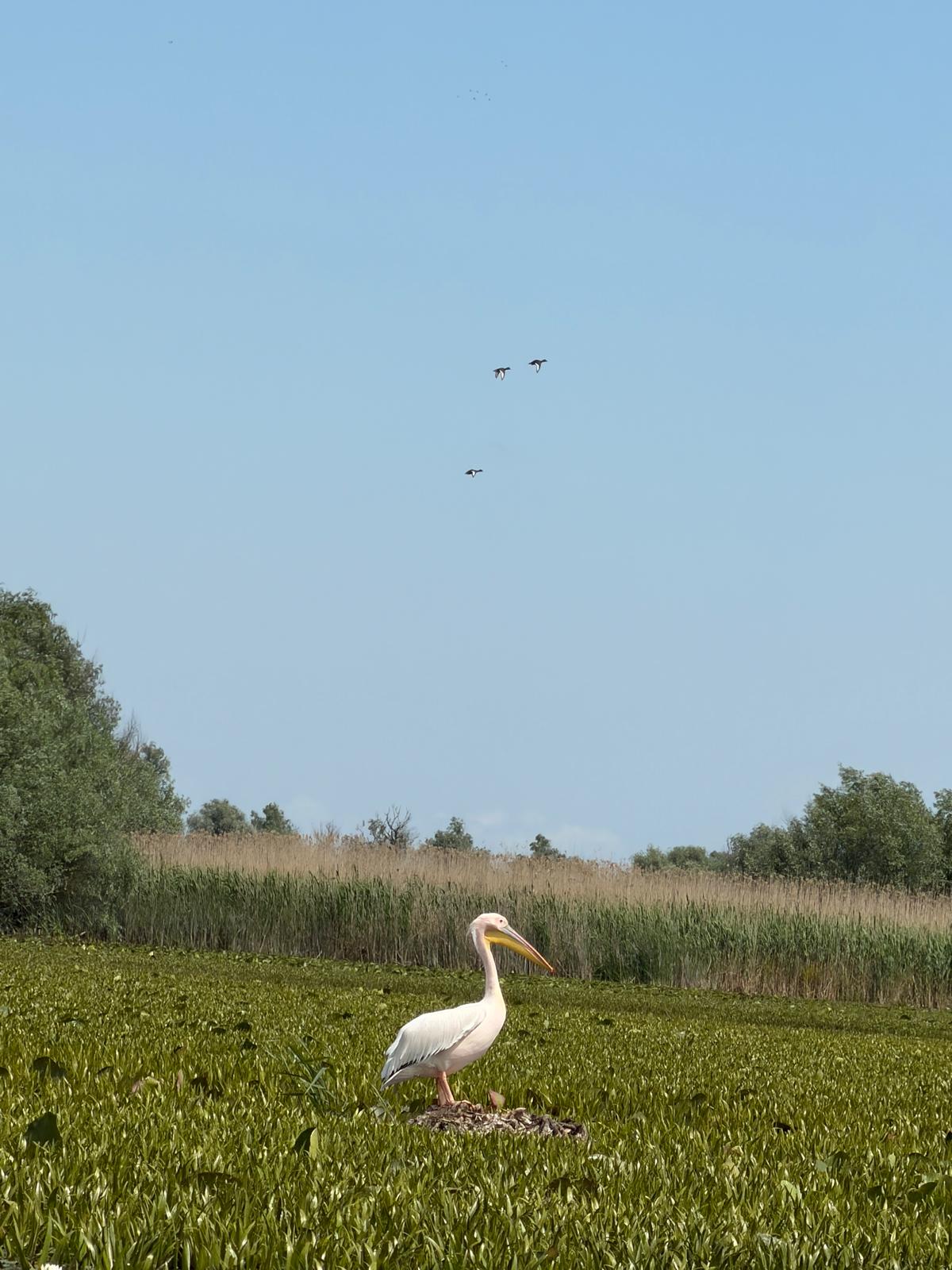 Redescoperă Tulcea: o călătorie între Delta Dunării, gastronomie locală și experiențe autentice