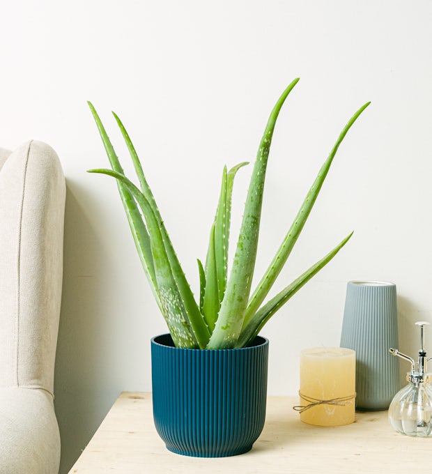 Why aloe vera plant is a must in your home