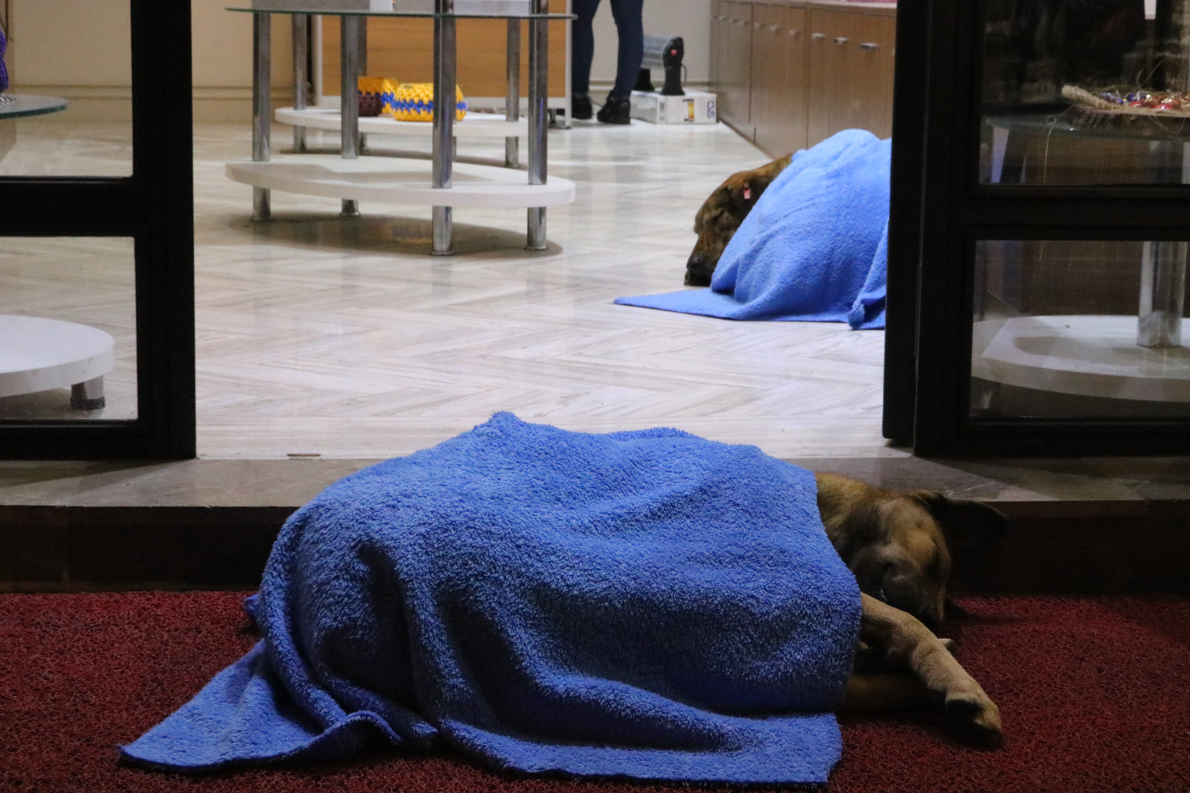 FOTO | Un medic stomatolog învelește cu pături animalele de pe stradă pentru ca ele nu moară de frig