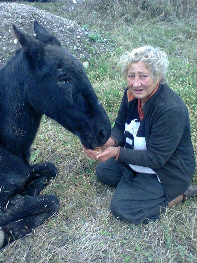 Ce a fost în capul lor? Câine tăiat cu sabia, cal maltratat și selfie cu lupul mort! FOTO