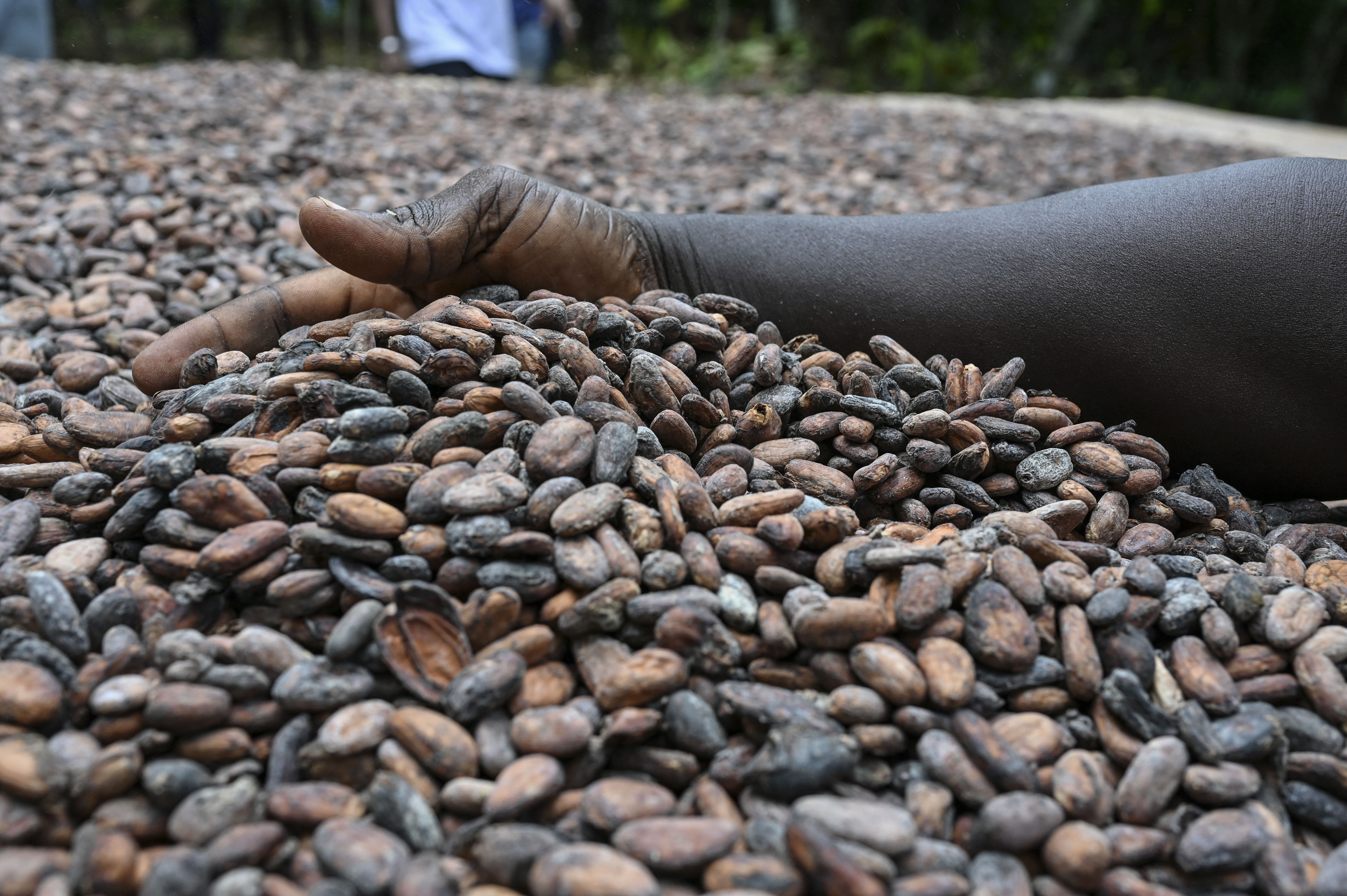 A farmer sifts through cocoa beans at a farm in the village of Offoumpo, near Agboville, on April 7, 2024. [Photo by Issouf SANOGO / AFP) (Photo by ISSOUF SANOGO/AFP via Getty Images]