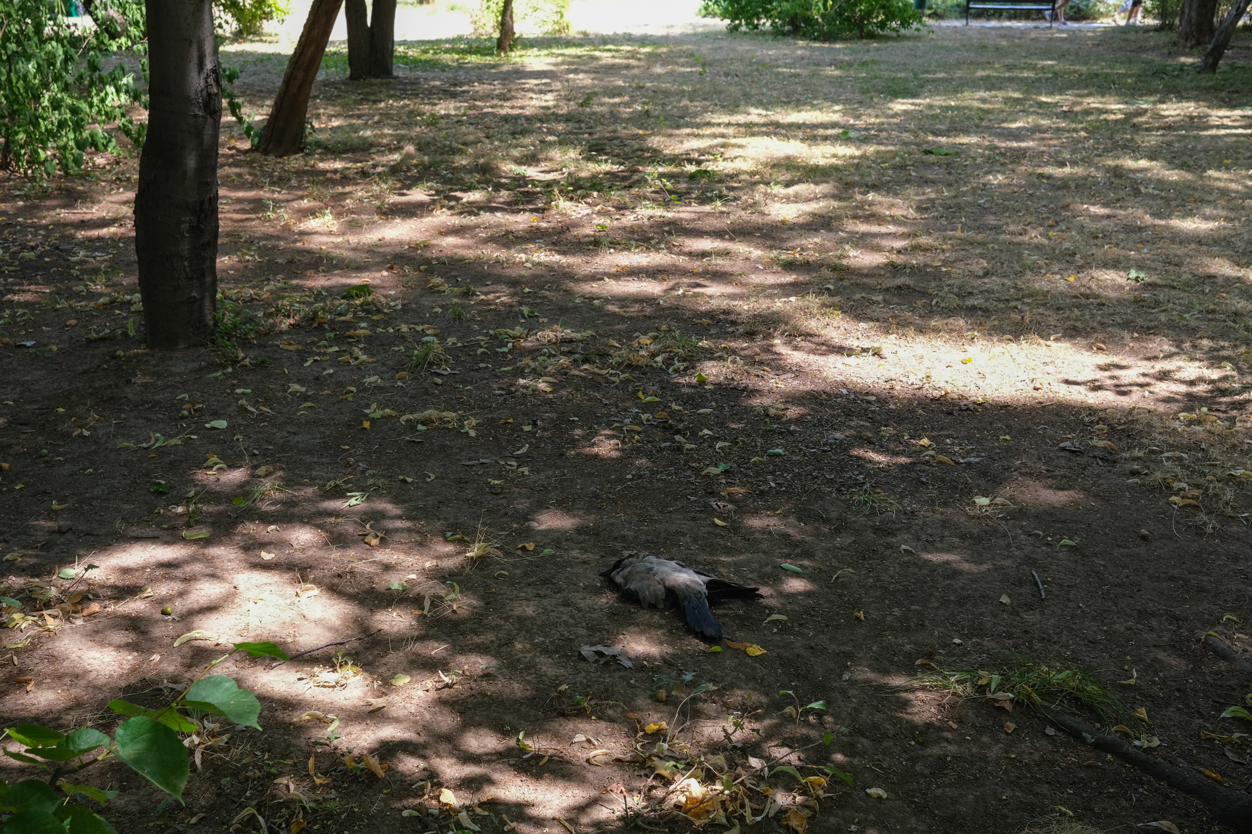 Parcul Herăstrău, degradarea continuă. Bănci rupte, iarbă lipsă, alei crăpate și arteziene fără apă