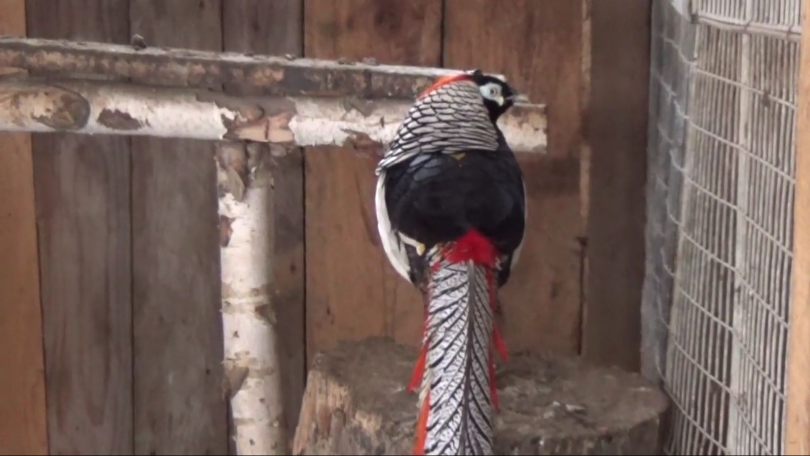 Şi-a făcut grădină ZOO în vârf de munte! GALERIE FOTO