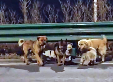 Vágóhídra szánták őket, de megszöktek: egymást támogatva gyalogolt 17 kilométert hazáig hét kutya – szívszorító videó