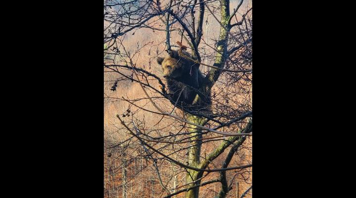 Ursul care s-a suit într-un copac din cimitirul din Azuga, lăsat să coboare după 6 ore. Autoritățile au securizat zona