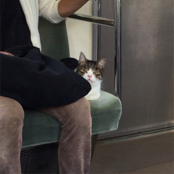 Să vezi și să nu crezi! O pisică din Tokyo călătorește regulat cu metroul de una singură