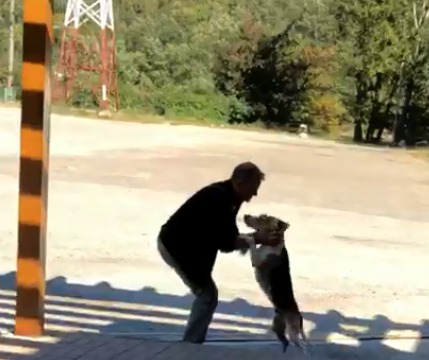 VIDEO / Poveste emoționantă după un accident pe Valea Oltului. Stăpânul și câinele s-au reîntâlnit după cinci săptămâni și ...au plâns amândoi!