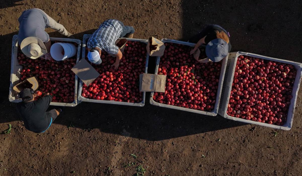 Un fermier a dat gratis 82 de tone de fructe, iar acum este obligat să-și distrugă livada: „La fiecare pas auzeam doar «pum, pum»”