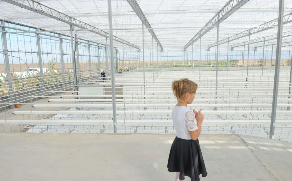 REPORTAJ | Ștrand transformat în seră de roșii pe model olandez, în Timiș. Încălzirea se face cu apă termală, iar la creșterea roșiilor se folosește nuca de cocos| FOTO