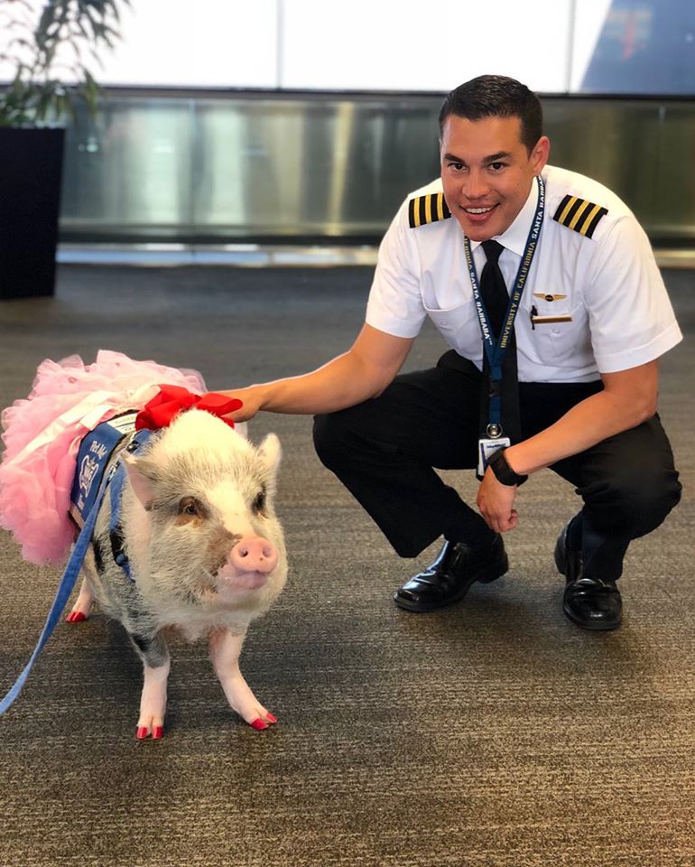 Aeroportul din San Francisco și-a luat un porc de terapie. Care e motivul