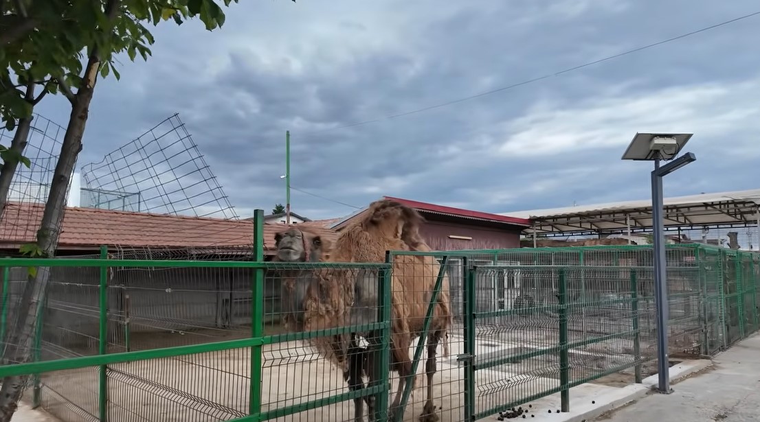 Imagini rare cu proprietatea lui Nuțu Cămătaru. Cum arată domeniul din Ferentari unde sunt crescuți cai și animale exotice