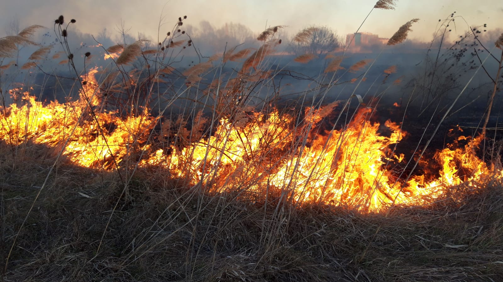 Incendiu puternic în Delta Văcărești. ISU București: Focul a fost provocat