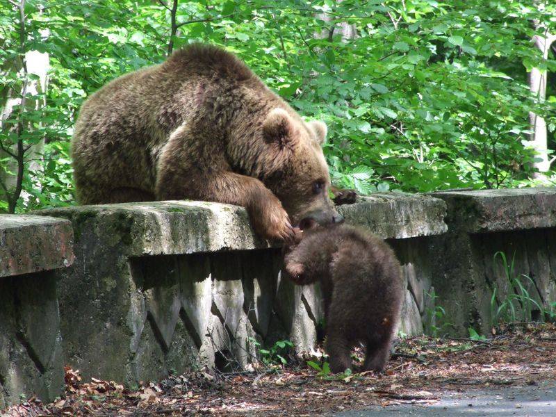 FOTO&VIDEO/ REPORTAJ. Cândva faima României, urșii au devenit o problemă națională care naște controverse aprinse. Soluții propuse de specialiști