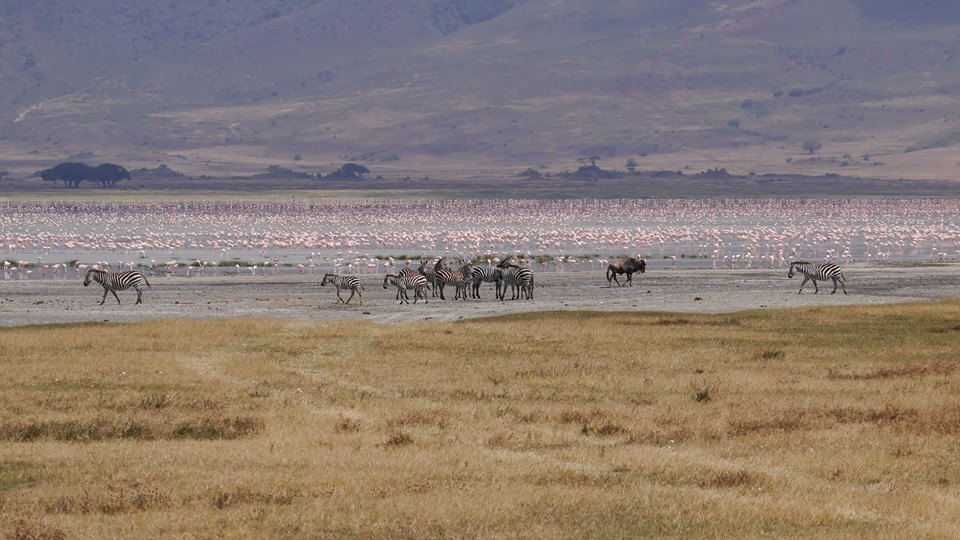 Un colaborator de-al lui Piţurcă îşi petrece vacanţa în Tanzania / GALERIE FOTO&VIDEO