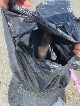 Delfin mort, abandonat pe plaja Modern din Constanța, într-un sac de gunoi