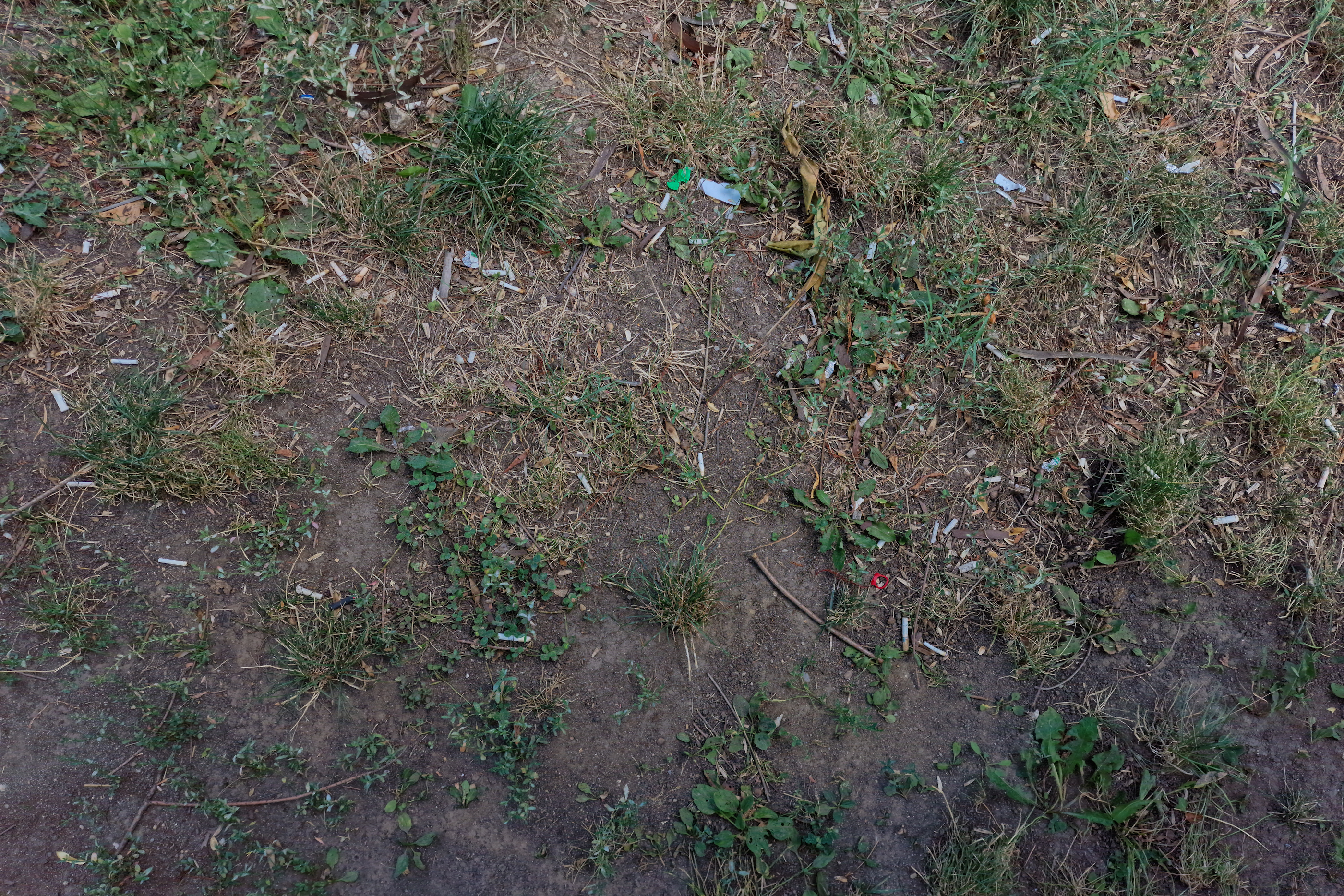 FOTO. În Parcul Circului din București, toată iarba e pârjolită. Rezistă, în schimb, gunoaiele