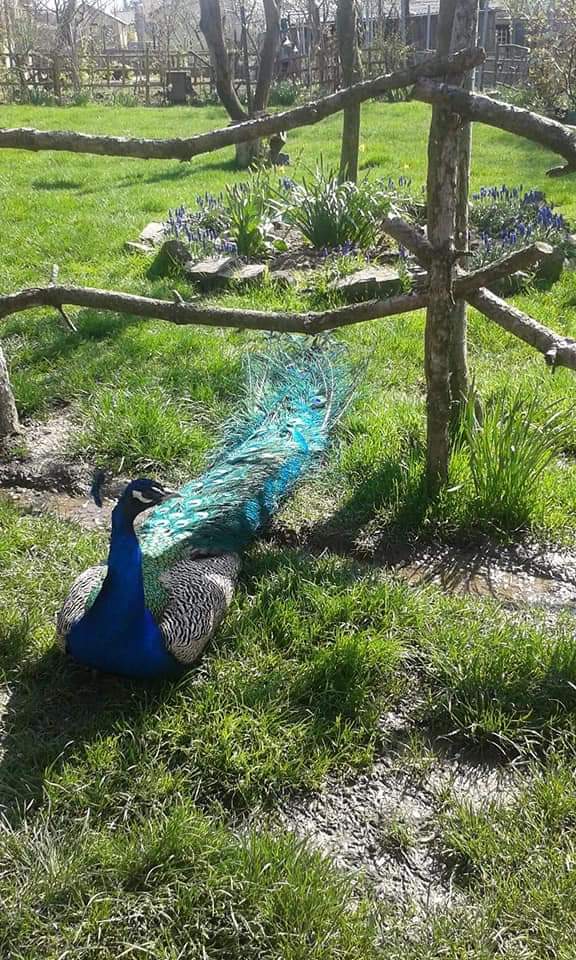 Trei frați pompieri și grădina lor zoologică! Au transformat curtea casei părintești într-un adăpost pentru animale