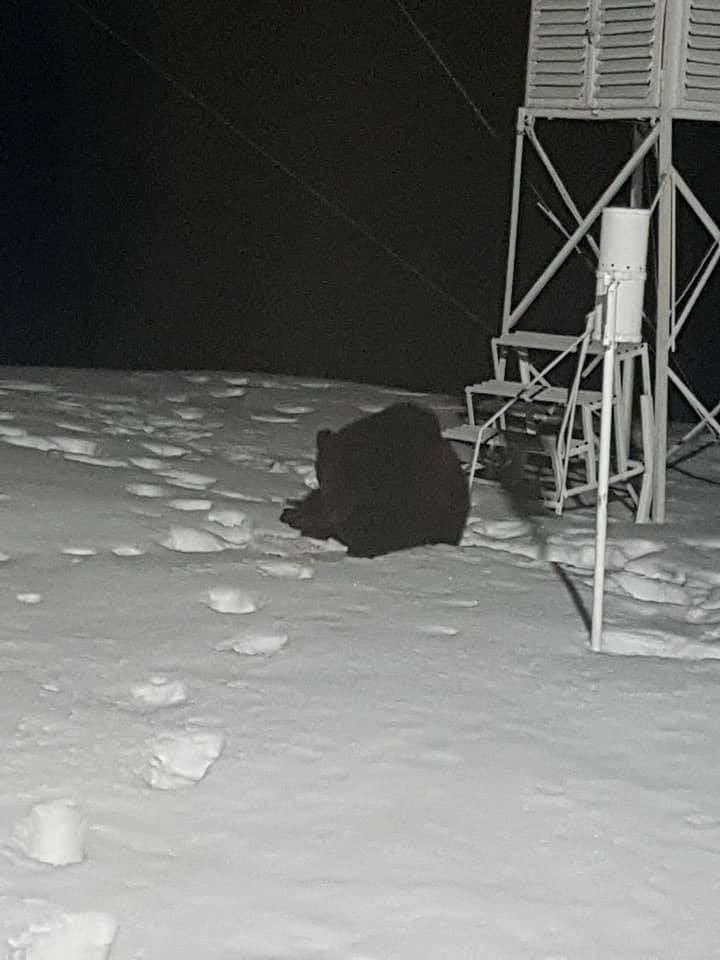Urșii s-au jucat în zăpadă la Bâlea Lac. Imagini idilice, surprinse de un alpinist amator