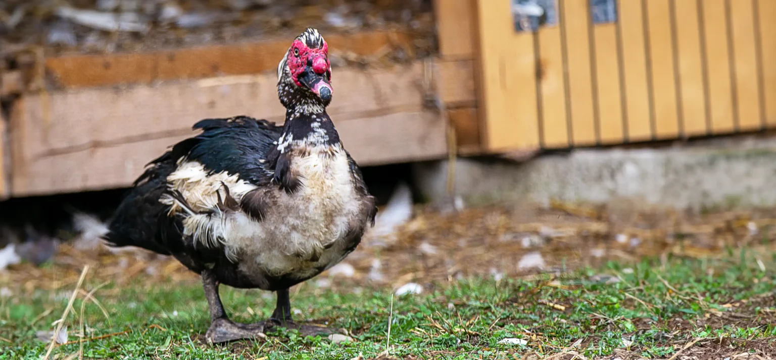 Viața la ferma de zimbri din Vama Buzăului. Animalele sunt îngrijite într-o rezervație de 90 de hectare, aflată la poalele Munților Ciucaș