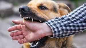 Rabies is typically transmitted through the bite of an infected animal, like dogs [OneHealthLaboratoryNetwork]