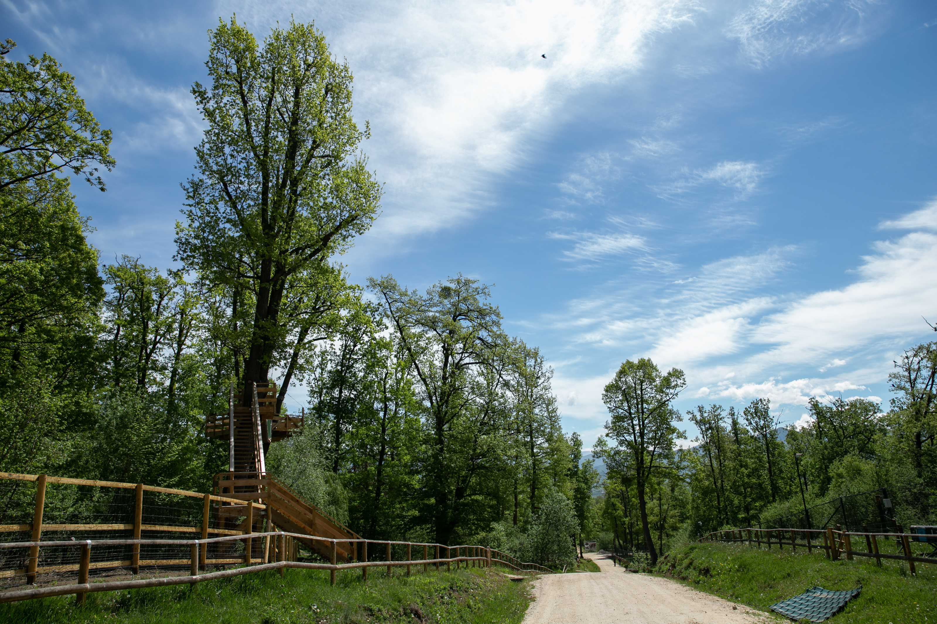 Sanctuarul de la Zărnești, fără vizitatori și fără donații în vremea pandemiei. Urșii cu povești triste au traume și ticuri de copii orfani