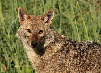 Kihaltnak hitt ragadozó jelent meg Magyarországon, jobb vele vigyázni