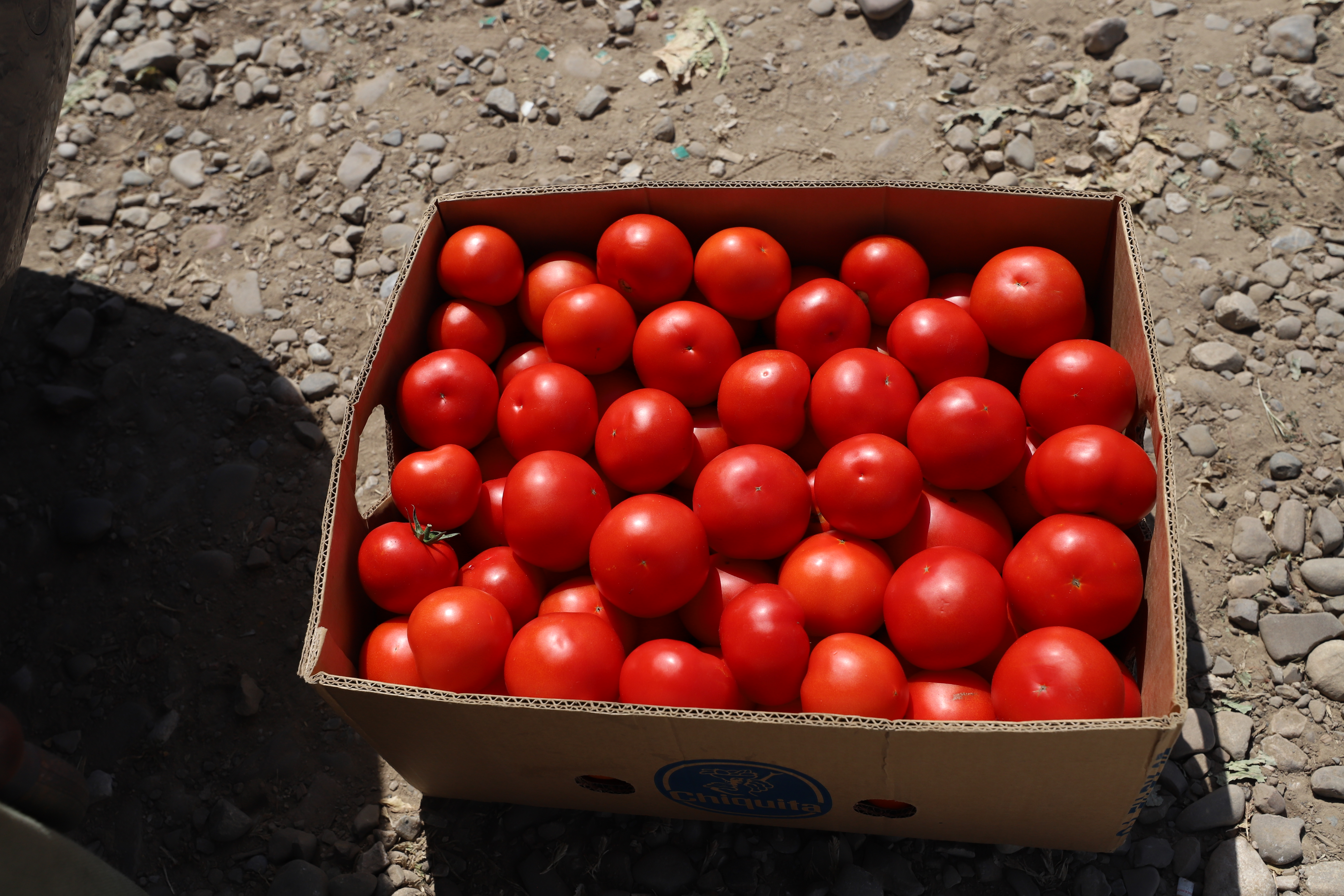 REPORTAJ. Furie în piața de legume din Glodeanu Sărat, Buzău. Lăsați la mâna samsarilor, producătorii locali își anunță abandonul: „Să pună Guvernul roșii!” 