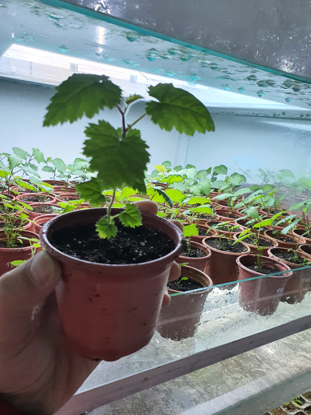Românul care cultivă un milion de plante in vitro pe an: “Se întorc oamenii de afară. De ce să muncească pe plantația altuia pe o mie de euro, când poate lua 30 de mii pe a lui?”