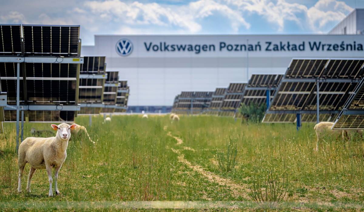 Volkswagen a înlocuit mașinile de tuns iarba cu 100 de oi. Animalele pasc liniștite sub 31.000 de panouri solare, în Polonia