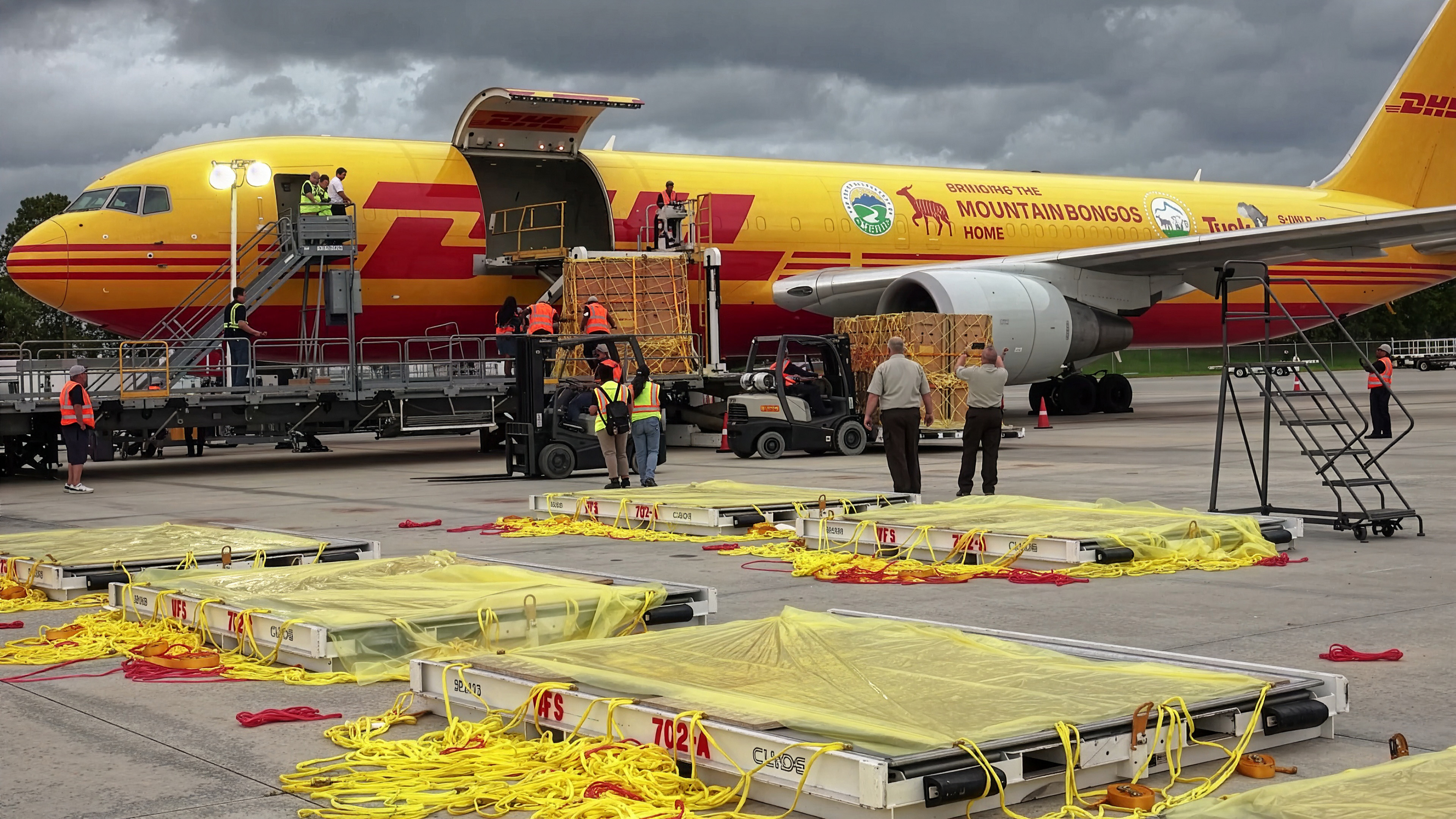 Când coletele au prins viață: cum să transporți cu avionul antilope și babuini? Cele mai neobișnuite livrări făcute în 2025