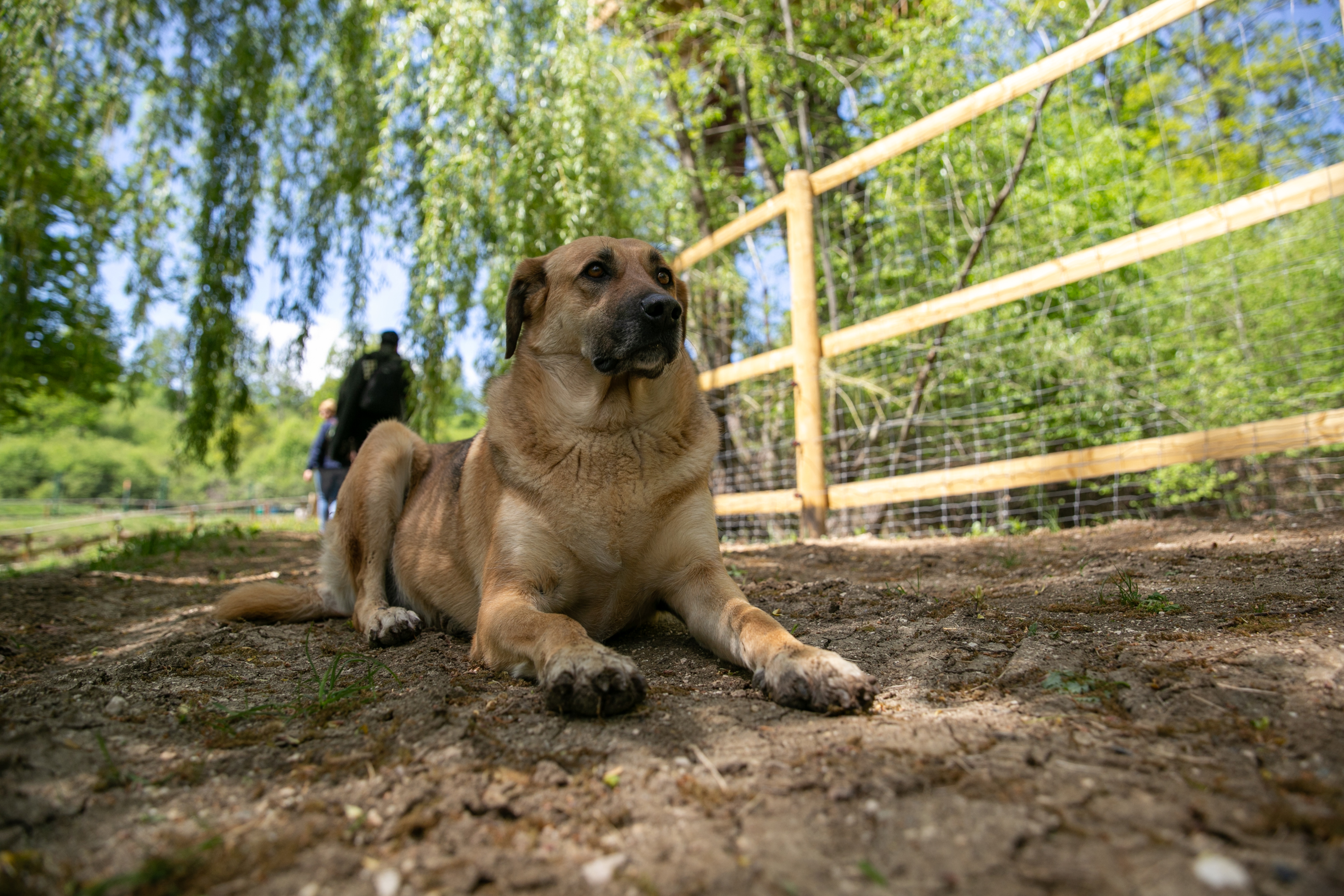Sanctuarul de la Zărnești, fără vizitatori și fără donații în vremea pandemiei. Urșii cu povești triste au traume și ticuri de copii orfani