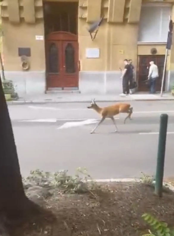 Különös látogató érkezett Újlipótvárosba, így rohant végig Budapest belvárosán egy őz, elmondjuk hol sikerült befogni - videó