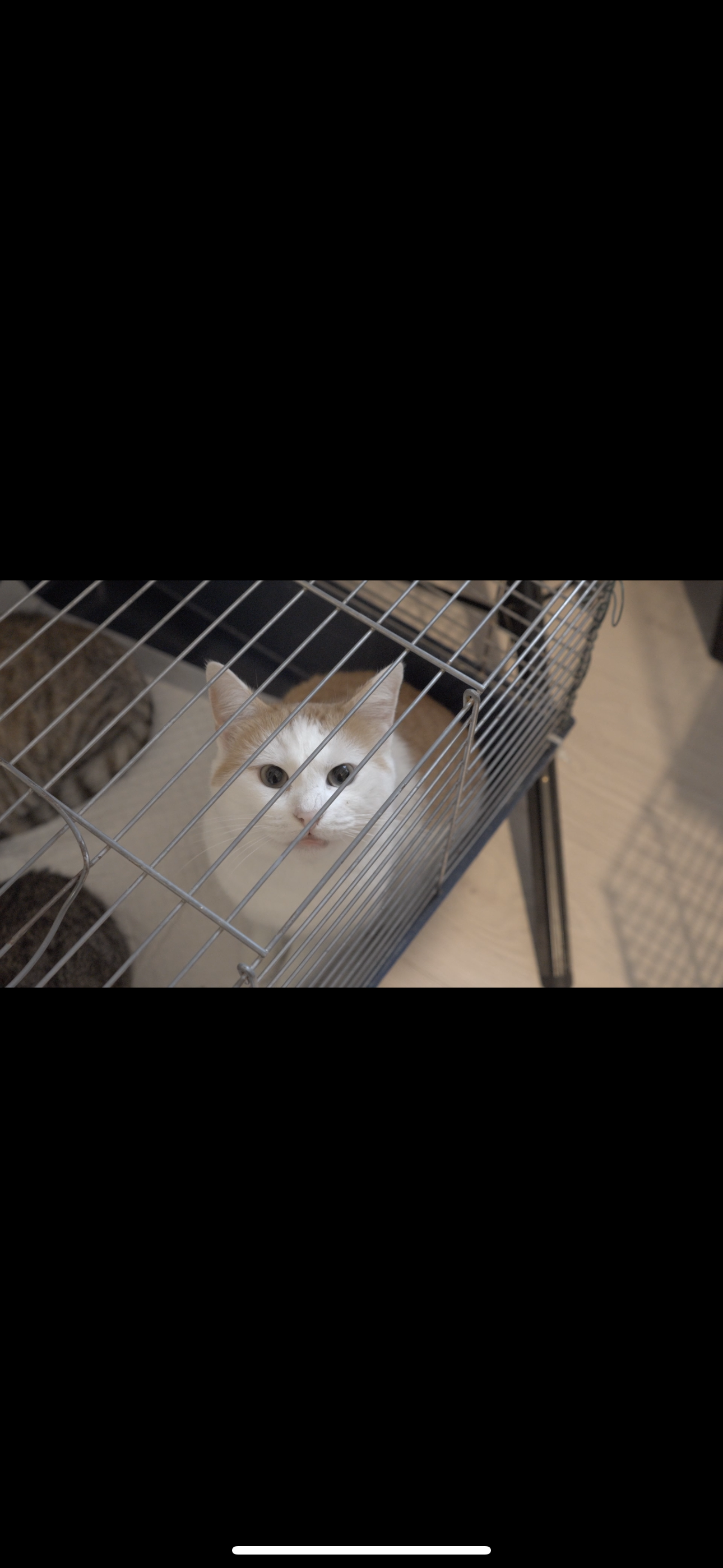 Casa de avocatură transformată în târg de adopție pentru pisici. Povestea pisicilor Aristo și Crat. Marius Todeancă, avocat: „Responsabilitatea față de animale este un semn de civilizație, nu un hobby”