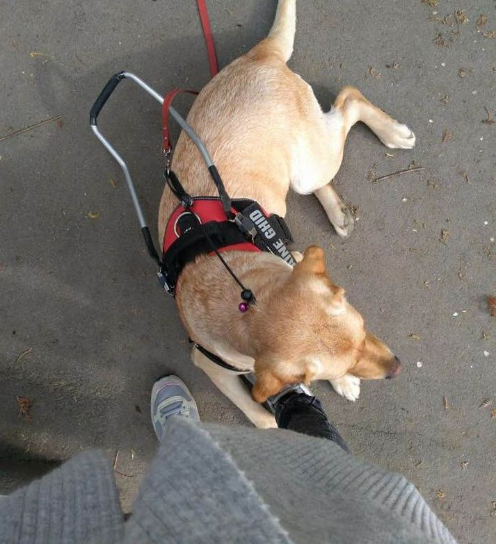 REPORTAJ/ Câinii-ghid sunt salvarea nevăzătorilor. Daria și Daisy sunt o echipă cu o singură pereche de ochi /FOTO