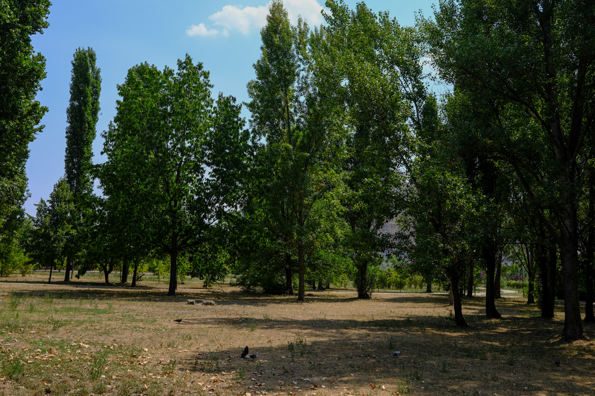 Concesionarea Parcului Izvor, între „festivalizarea orașului” și „nu-l distrugem, îl facem mai frumos”