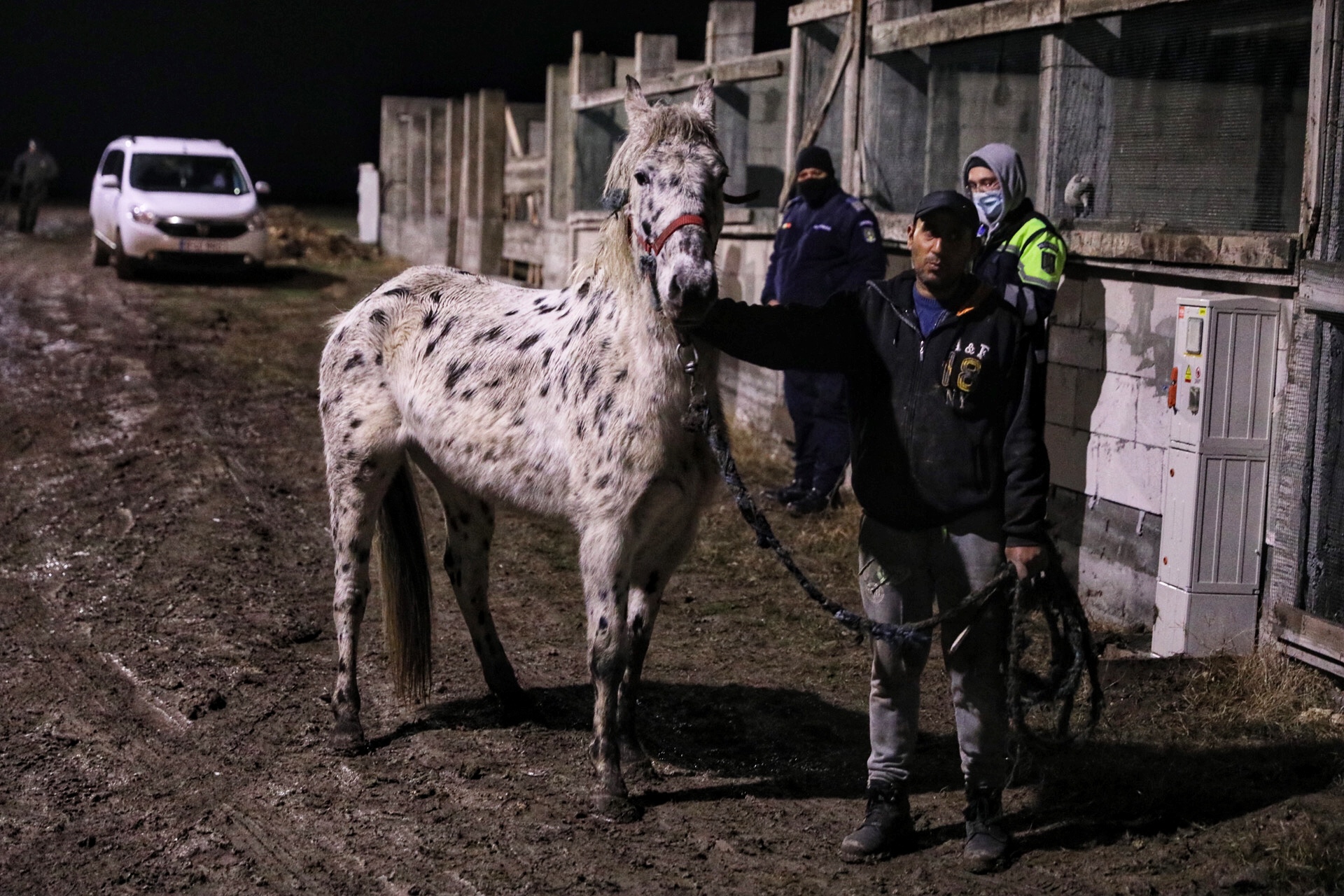 Poliţia Animalelor a împlinit un an. Peste o mie de animale salvate, zeci de dosare penale și 15 persoane arestate