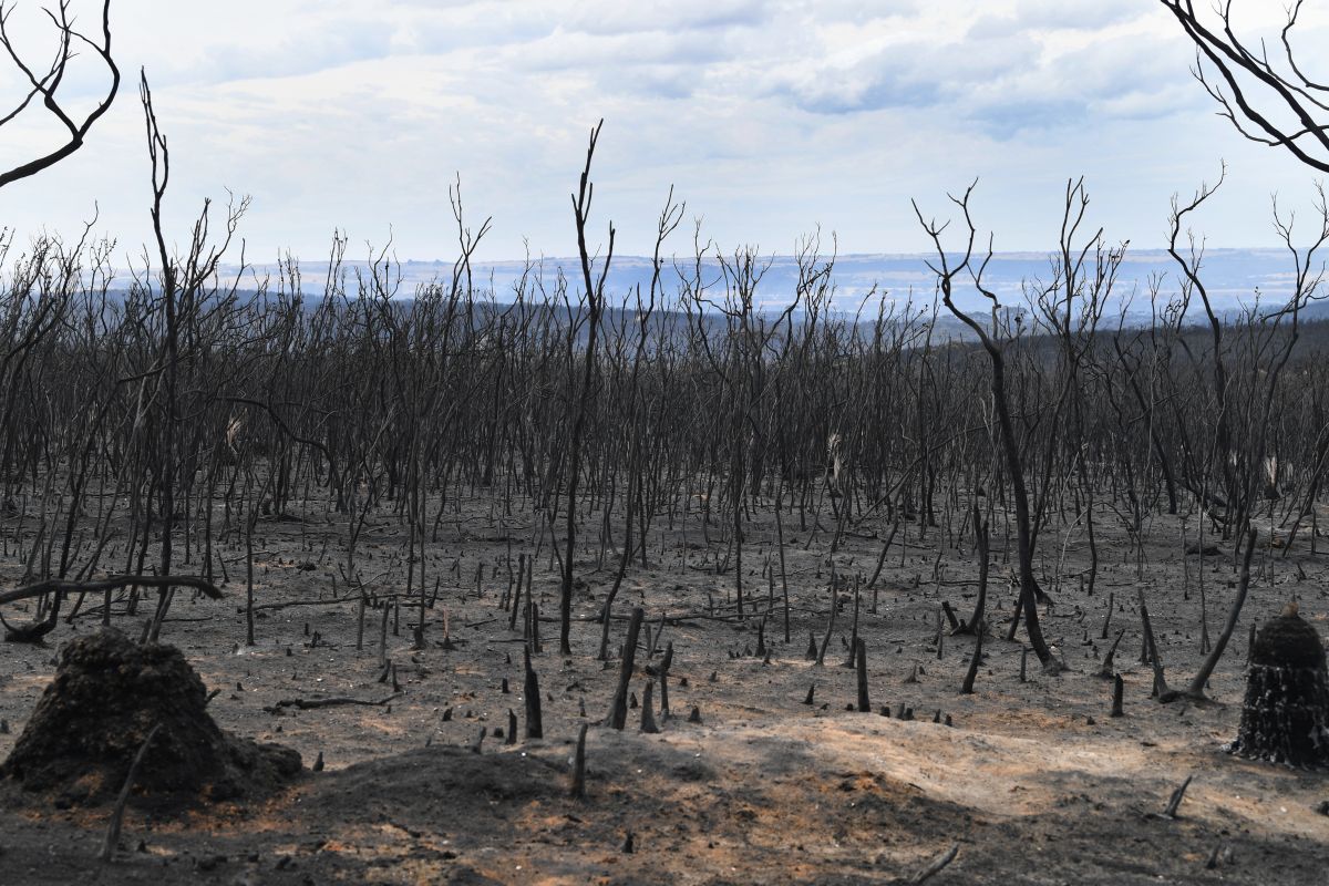 Săptămâna în imagini | Durerea ursulețului Koala și a milioanelor de animale prinse în infernul incendiilor din Australia
