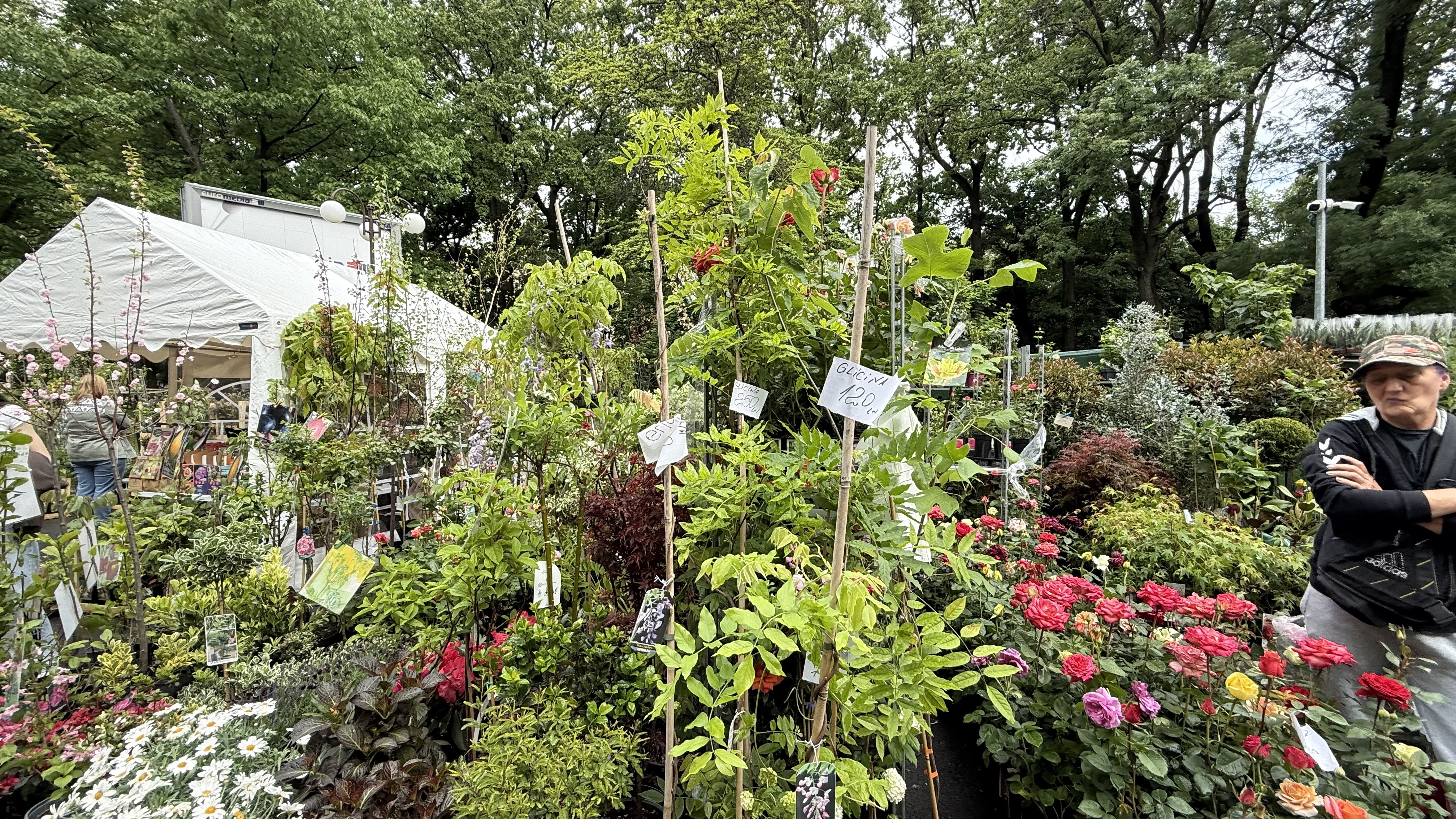 Explozie de flori și fructe exotice la Agronomie. Cât au plătit oamenii pentru „Mâna lui Buddha” „Banana Nordului” și smochinul mov