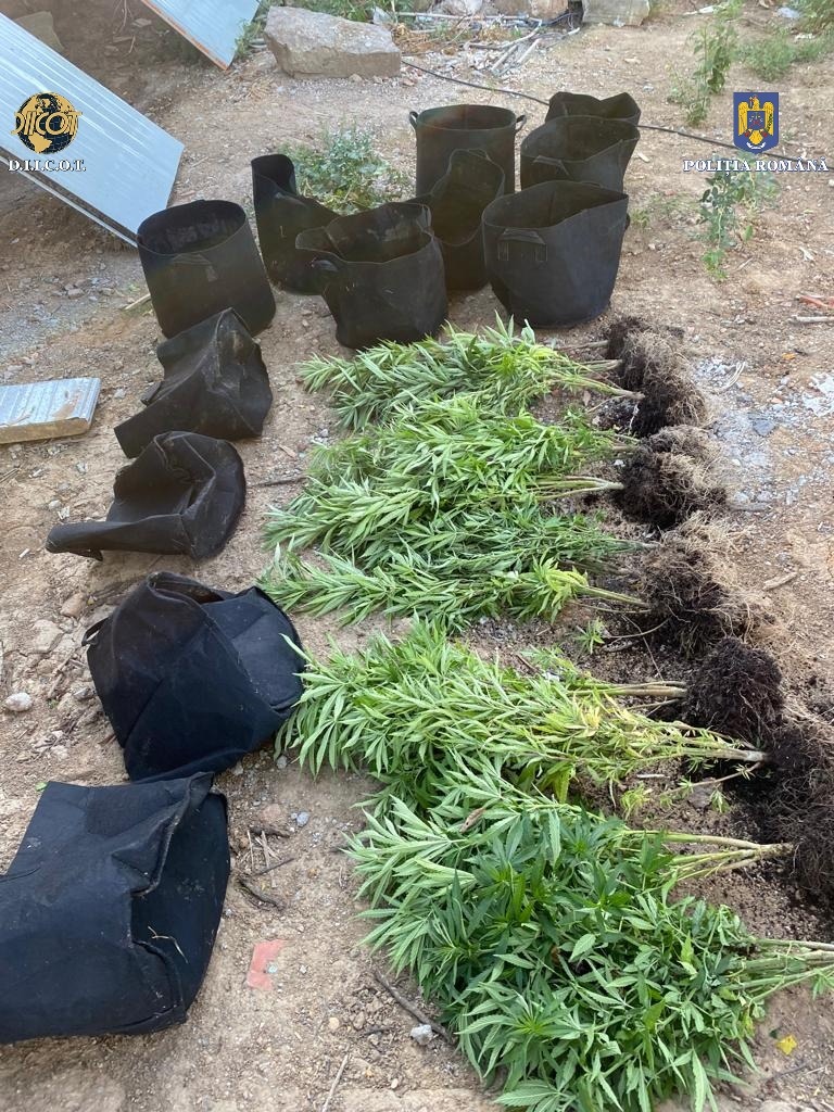 Cultură de cannabis, găsită la Satu Mare. Trei persoane, reținute de DIICOT