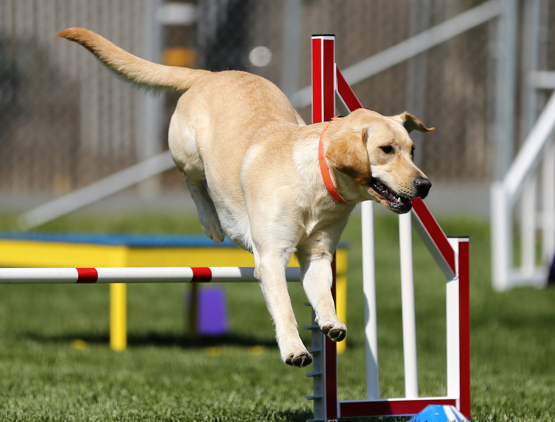 Labrador - ce temperament are câinele care iubește înotul