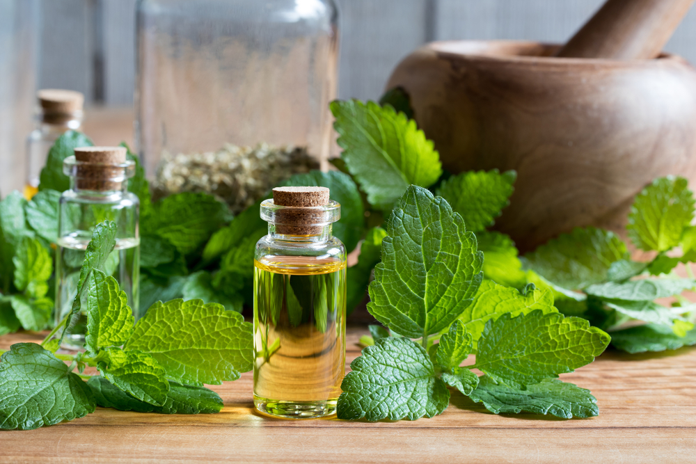 Roiniță - cum se utilizează cea mai cunoscută plantă medicinală recomandată pentru insomnii