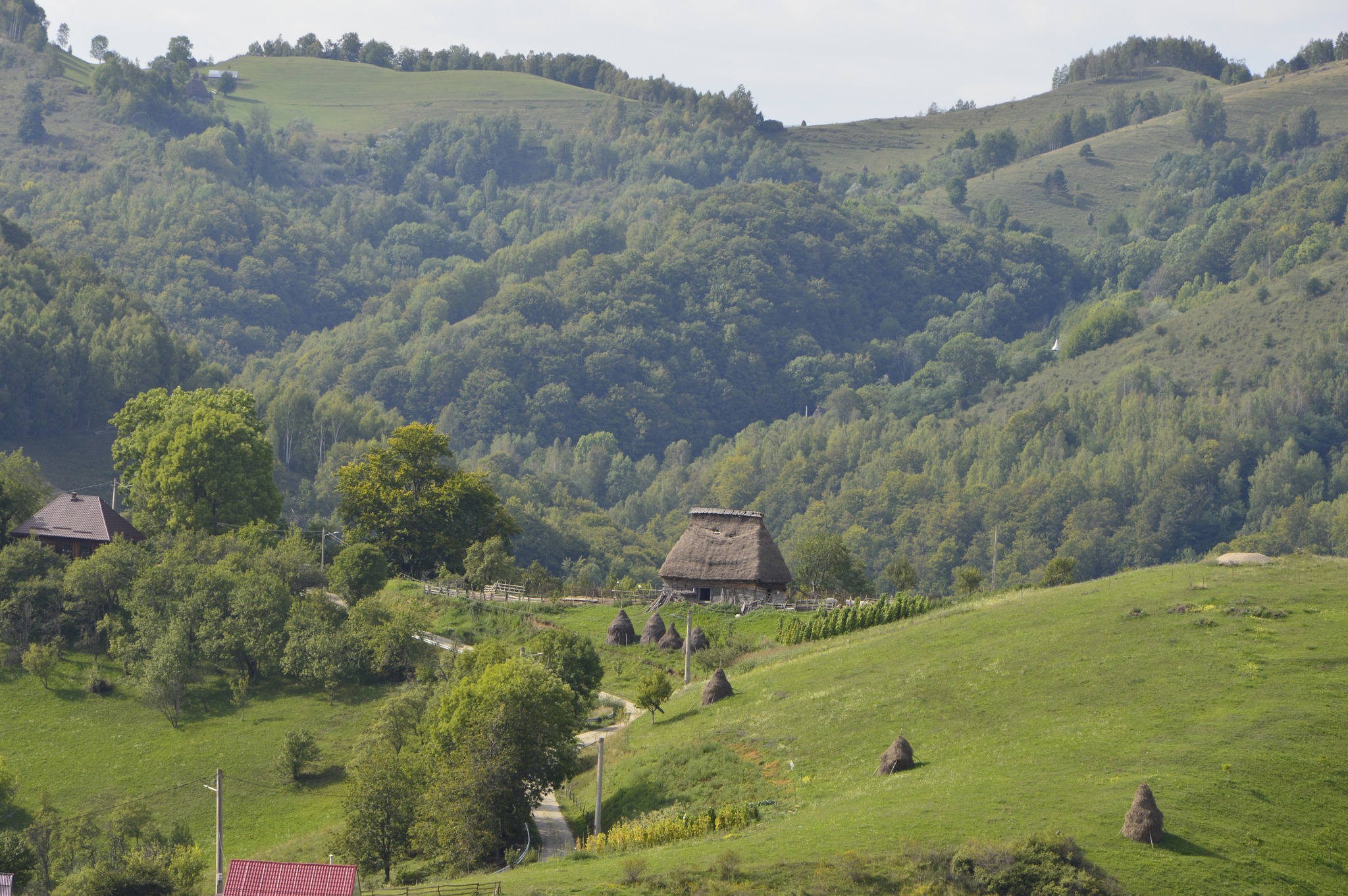 Șurile cu acoperiș din paie, construcțiile arhaice din Apuseni care rezistă de peste 100 de ani. Drumul nou care le face accesibile turiștilor