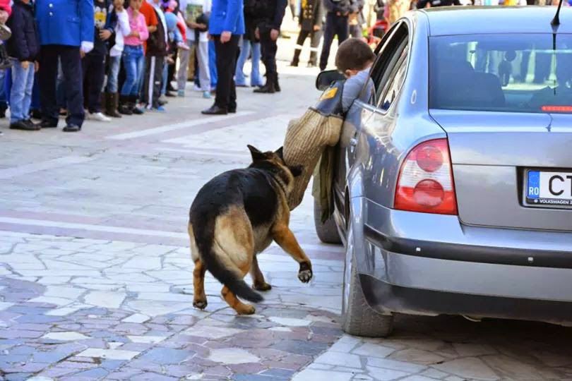 REPORTAJ/ Jandarmul Marius și câinele Mabanu, o prietenie mai presus de meserie. Deși a fost pensionat, ciobănescul german rămane cu plutonierul major/ (Foto&Video)
