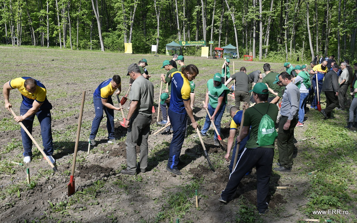 ”Stejarii” au plantat stejari la Brănești. Rugbyștii tricolori, ajutați de silvicultorii Romsilva / FOTO
