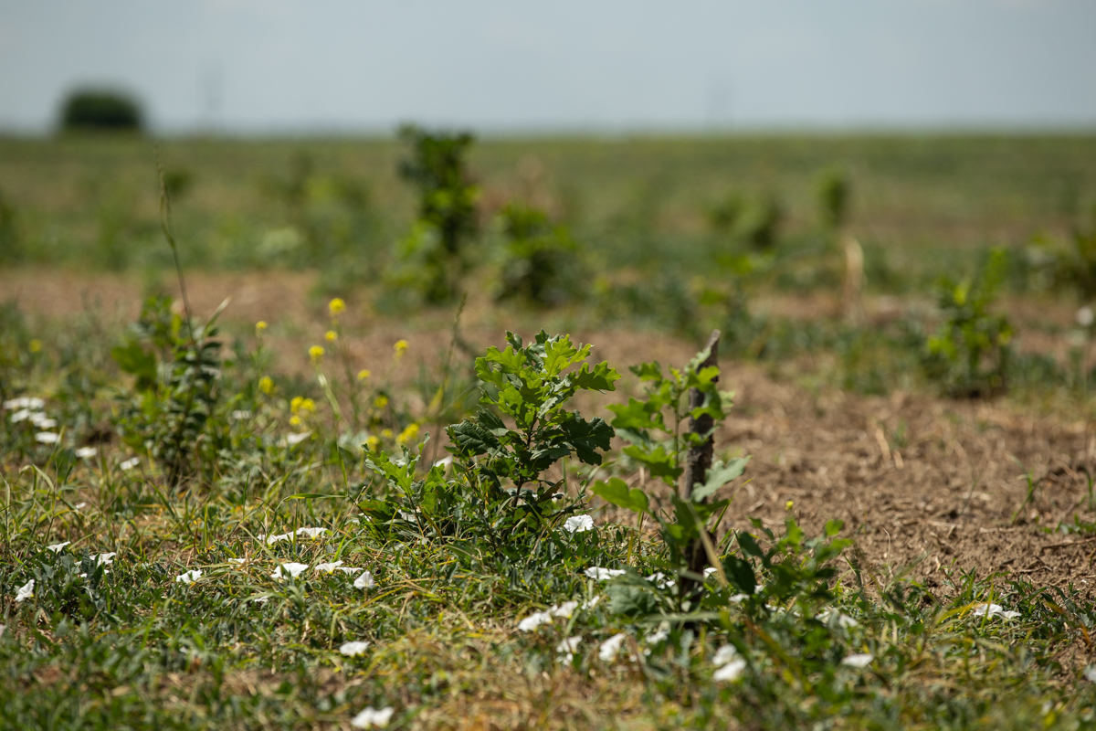 VIDEO | Cum să îngropi 2,4 milioane de euro. La peste doi ani de la primele plantări, Parcul Memoriei Naţionale de lângă Mărășești arată ca un deşert